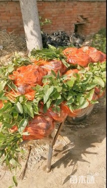 高度40厘米梭鱼草