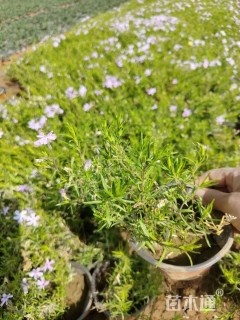 高度20厘米丛生福禄考