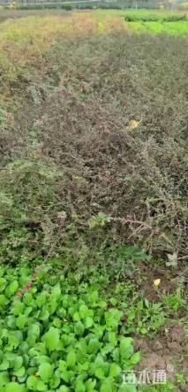 高度40厘米平枝栒子