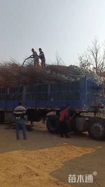 3公分美国红枫-红冠