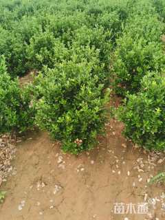 高度60厘米大叶黄杨