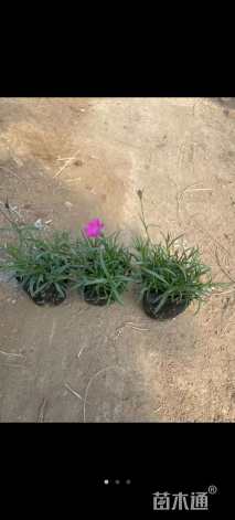 高度15厘米欧石竹