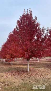 18公分美国红枫-红冠