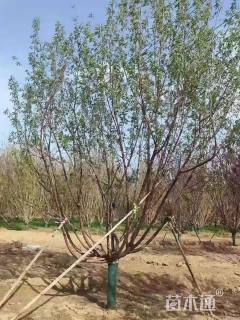 12公分山桃