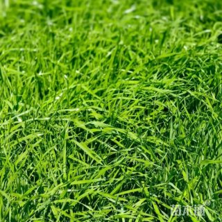 黑麦草