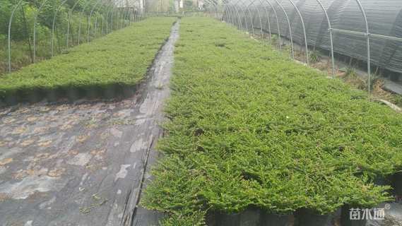 高度30厘米满天星