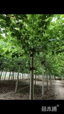 25公分速生法桐