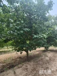 7公分山楂树