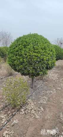 冠幅1800厘米大叶黄杨球
