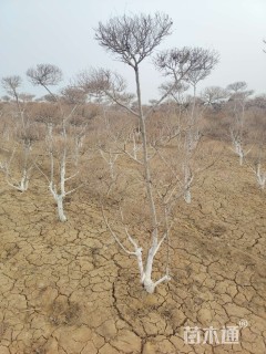 6公分造型金叶榆