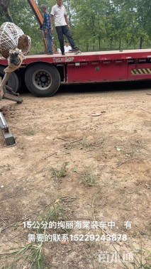 15公分绚丽海棠