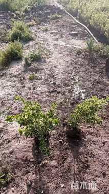 高度40厘米金边黄杨