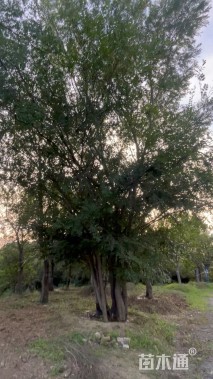 98公分(8杆)丛生榔榆