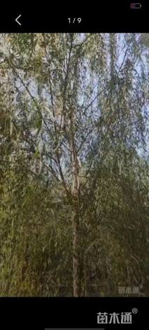13公分绦柳