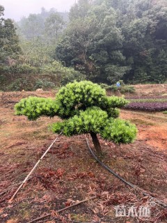 罗汉松