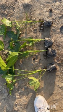 高度20厘米八角金盘