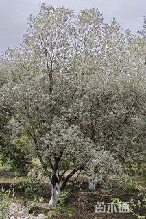 25公分油橄榄