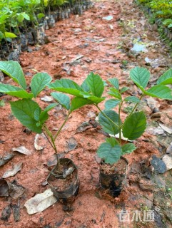 30公分黄花风铃木