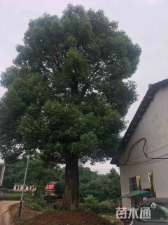 60公分香樟