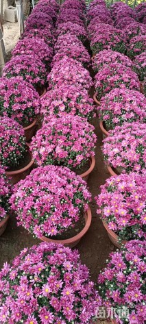 高度30厘米千头菊