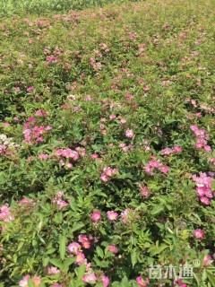 高度50厘米丰花月季小苗