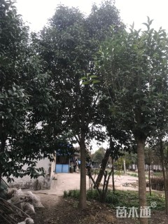 10公分高杆女贞