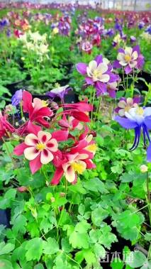 耧斗菜 猫爪花耧斗菜种子