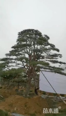 25公分松树