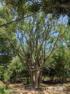 60公分(5杆)丛生朴树