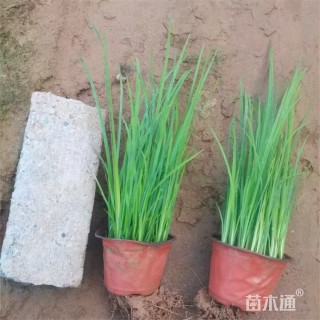 高度35厘米黄菖蒲