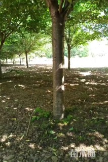 10公分染井吉野樱