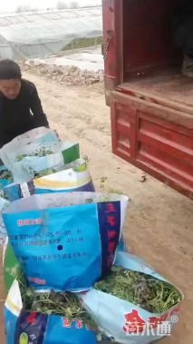 高度70厘米西伯利亚鸢尾
