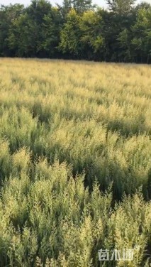 高度40厘米拂子茅
