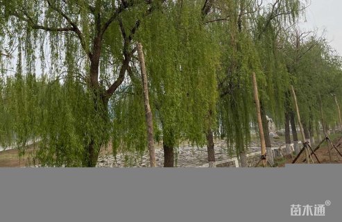 25公分垂柳