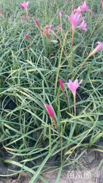 高度20厘米红花葱兰