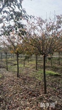 6公分染井吉野樱