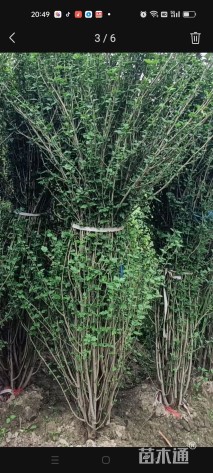 高度200厘米木槿