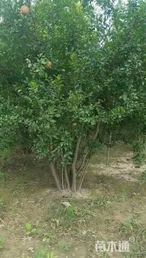 高度350厘米丛生石榴