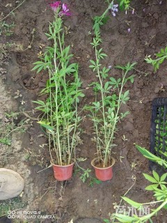 高度10厘米醉蝶花