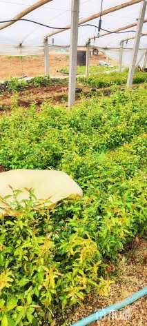 高度35厘米贴梗海棠