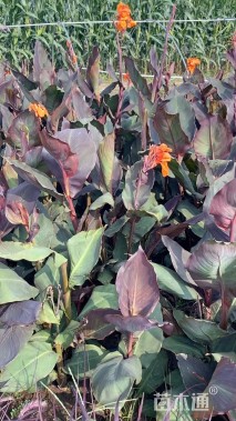 高度50厘米紫叶美人蕉