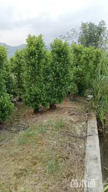 高度1800厘米火山榕