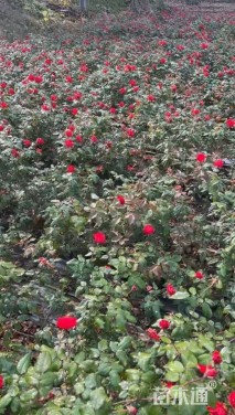 高度30厘米丰花月季