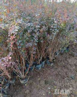 高度50厘米红叶小檗