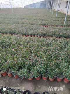 高度20厘米红花山桃草