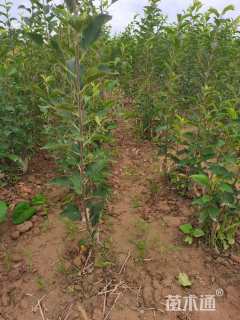 高度80厘米红苹果苗