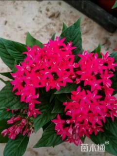 高度30厘米五星花