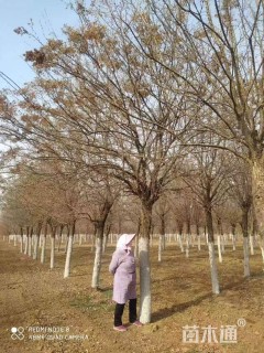 12公分暴马丁香