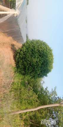 高度500厘米丛生桂花