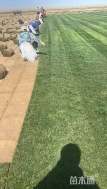 草卷状果岭草